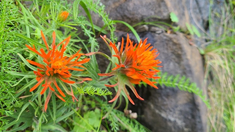 Cliff Indian Paintbrush photo 7