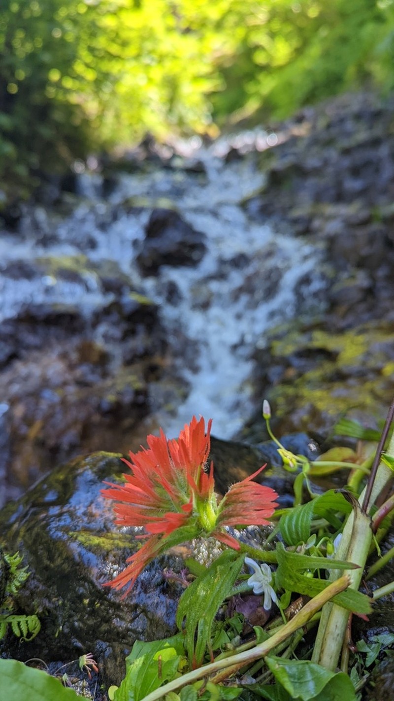 Cliff Indian Paintbrush photo 8