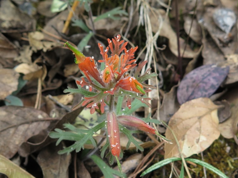 Castilleja salaisolaveae photo 2