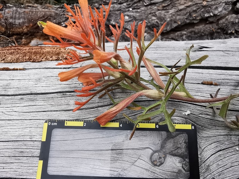Castilleja salaisolaveae photo 3