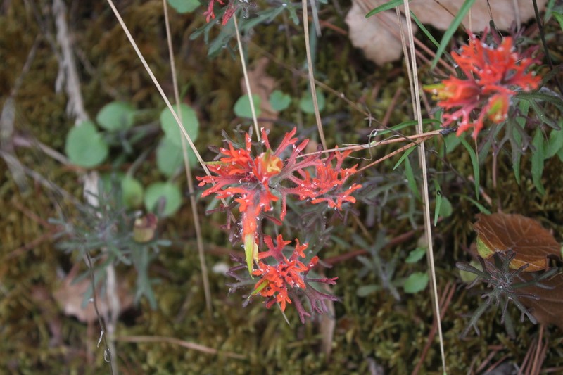 Castilleja salaisolaveae photo 4