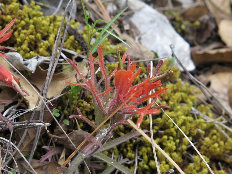 Castilleja salaisolaveae photo 5