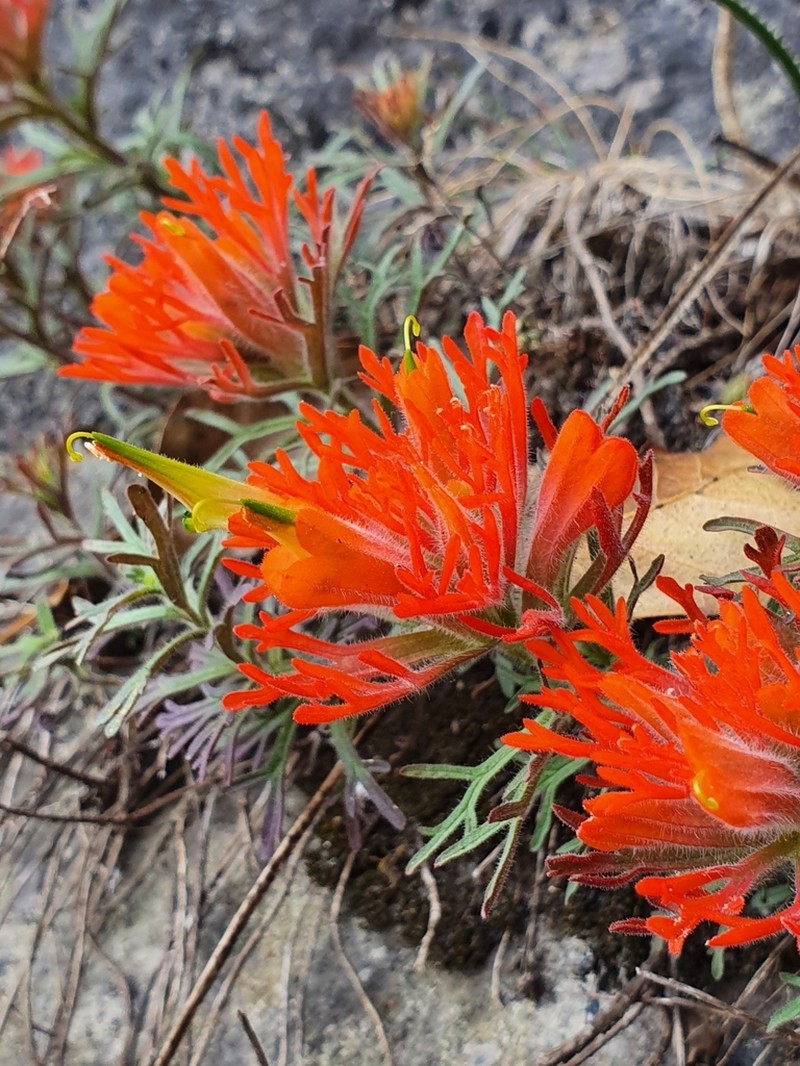 Castilleja salaisolaveae photo 6