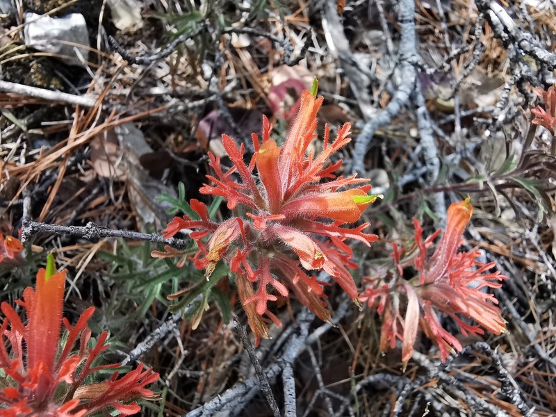 Castilleja salaisolaveae photo 7