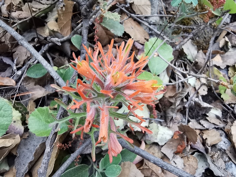 Castilleja salaisolaveae photo 8