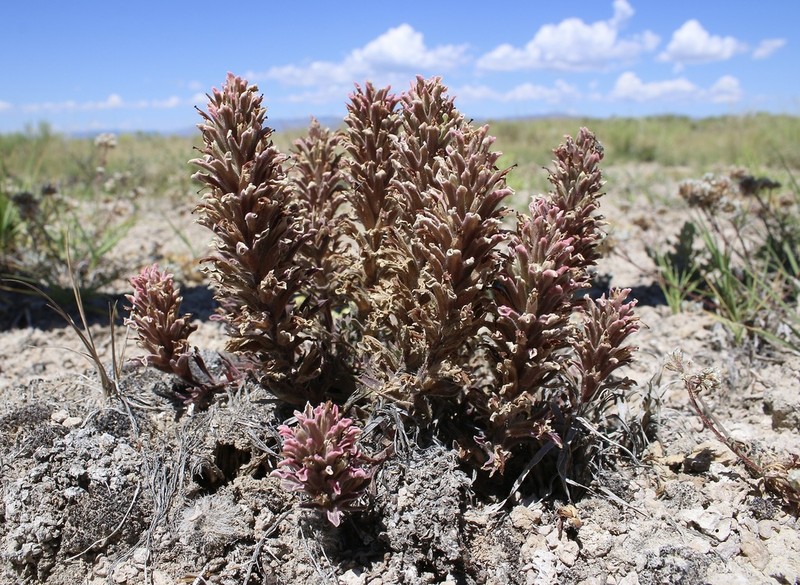 Monte Neva Indian Paintbrush