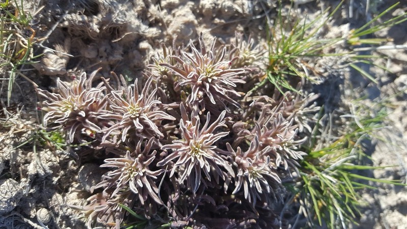 Monte Neva Indian Paintbrush photo 2