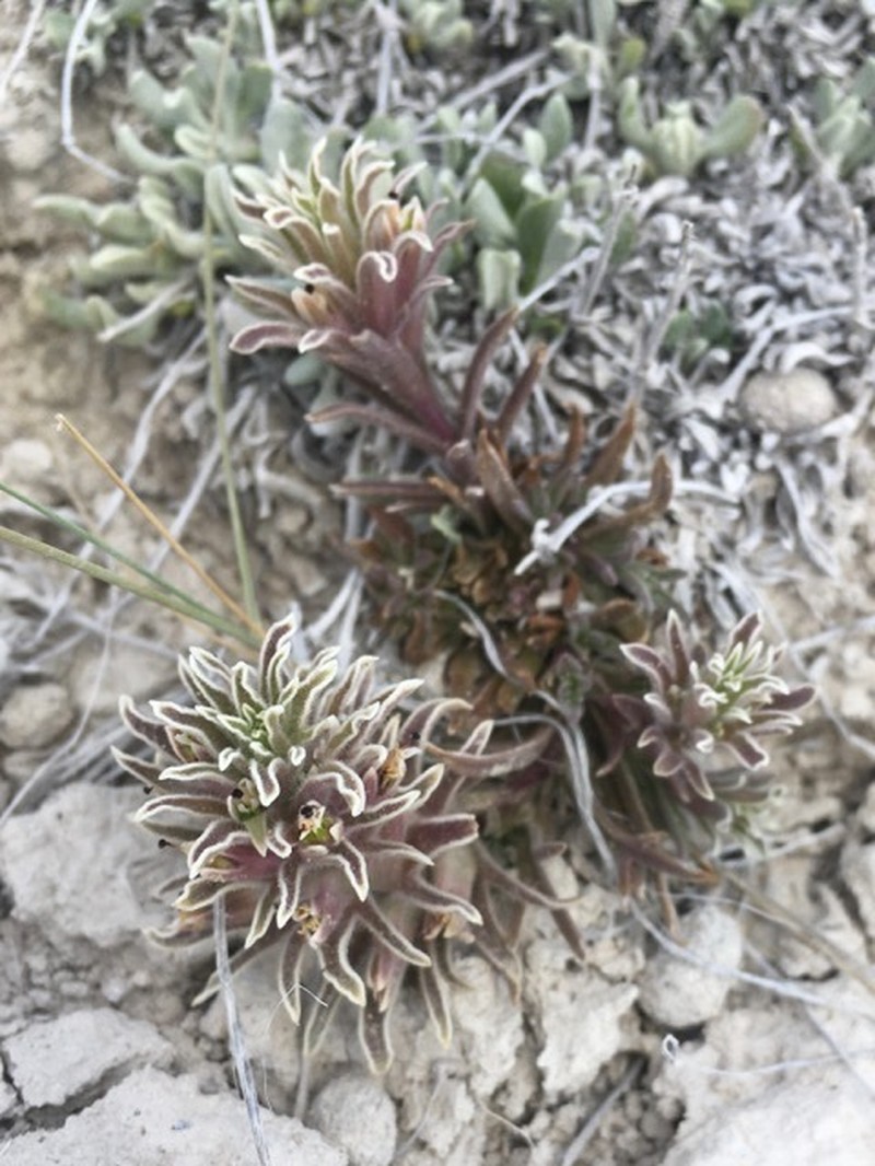 Monte Neva Indian Paintbrush photo 3