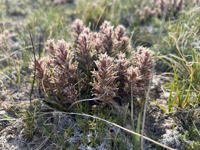 Monte Neva Indian Paintbrush photo 5