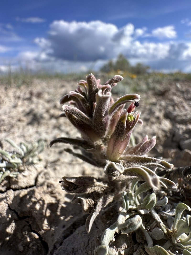 Monte Neva Indian Paintbrush photo 6