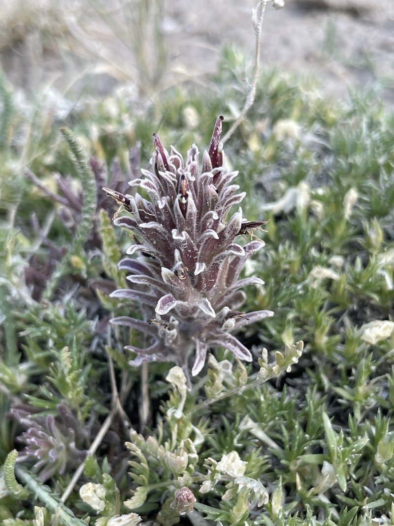 Monte Neva Indian Paintbrush photo 7