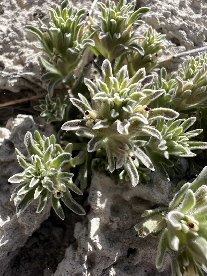 Monte Neva Indian Paintbrush photo 8