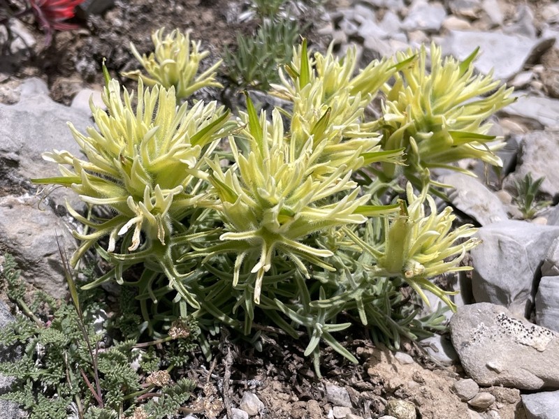 Rough Indian Paintbrush