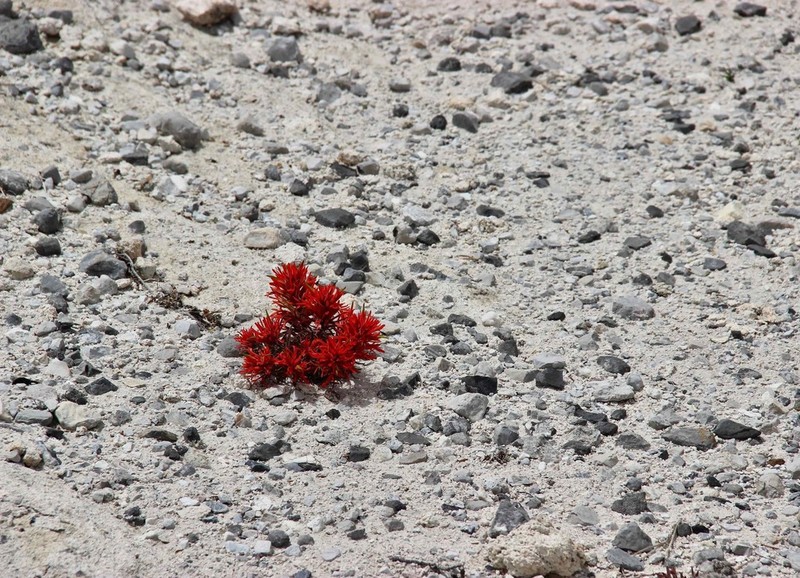 Rough Indian Paintbrush photo 2