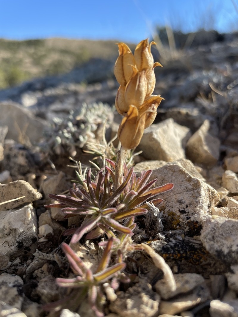 Rough Indian Paintbrush photo 3