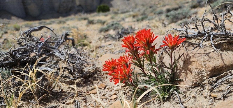 Rough Indian Paintbrush photo 4