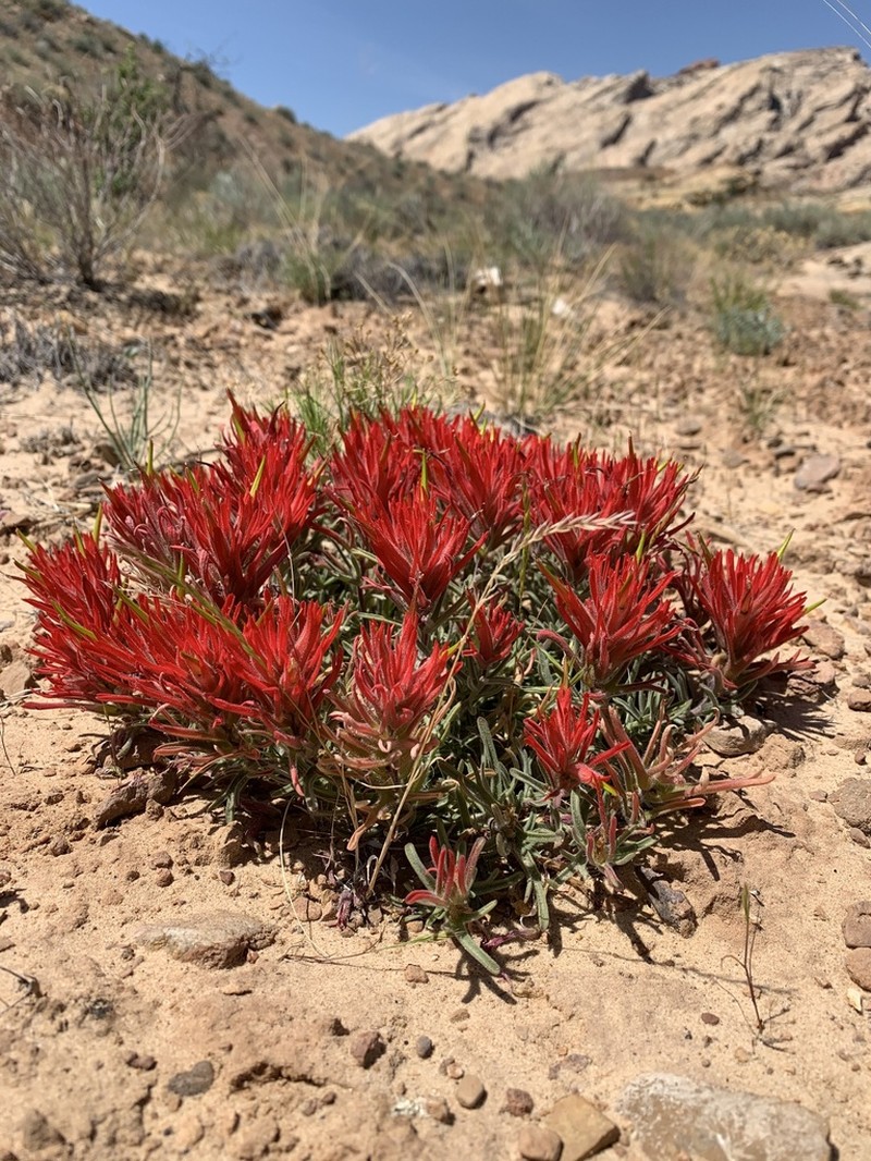 Rough Indian Paintbrush photo 5