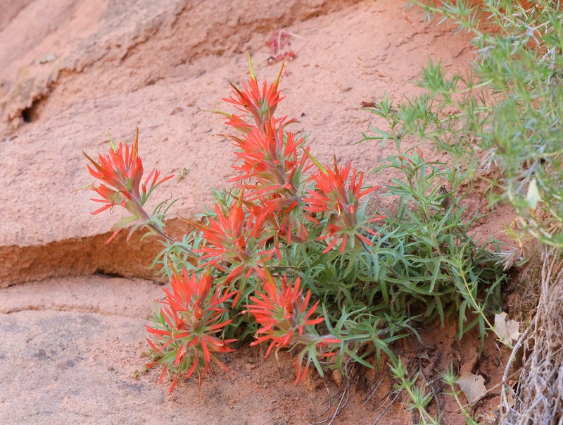 Rough Indian Paintbrush photo 6