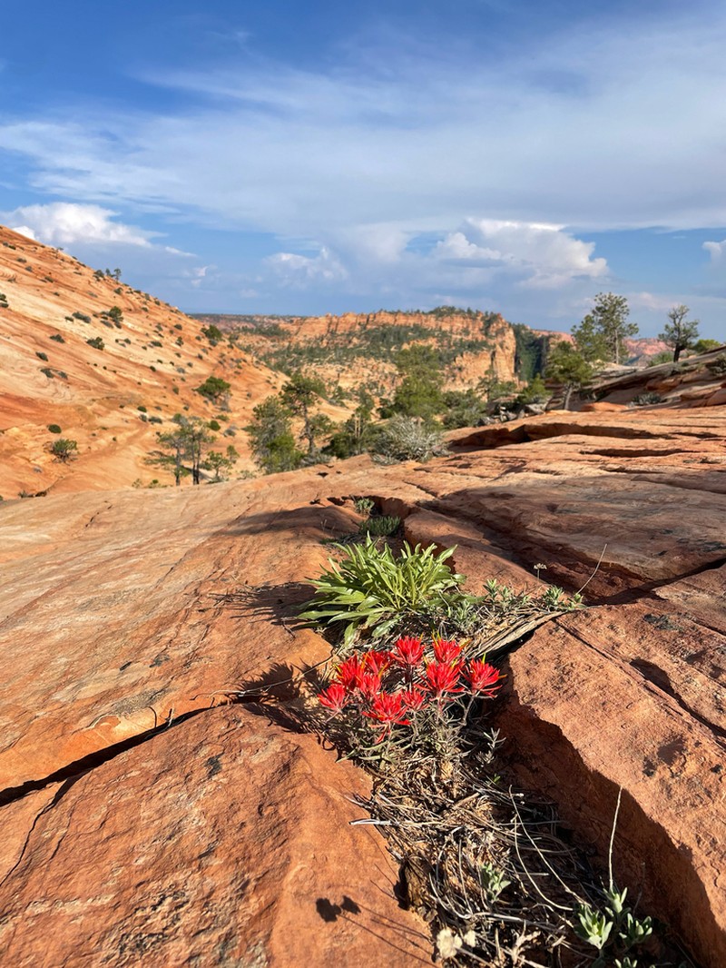 Rough Indian Paintbrush photo 7