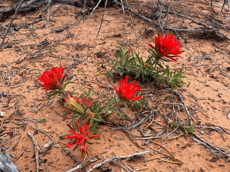 Rough Indian Paintbrush photo 8