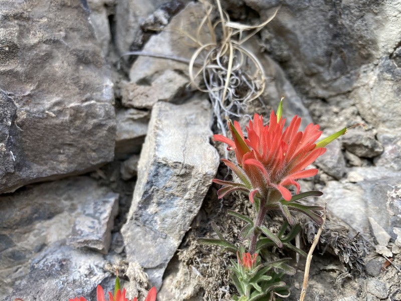 Castilleja scabrida var. barnebyana