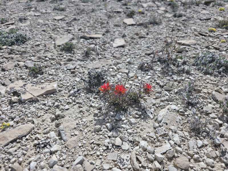 Castilleja scabrida var. barnebyana photo 2