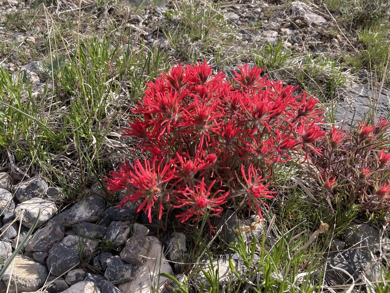 Castilleja scabrida var. barnebyana photo 3