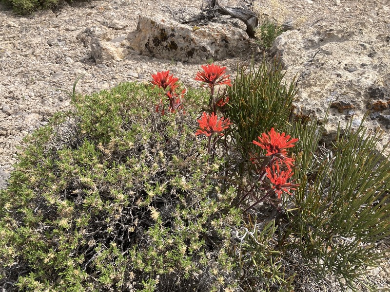 Castilleja scabrida var. barnebyana photo 4