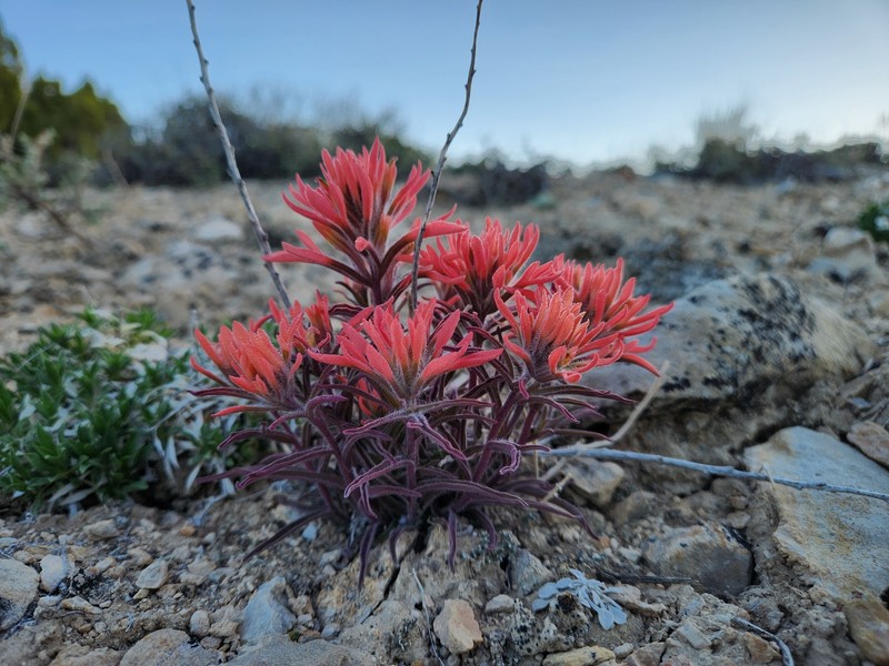 Castilleja scabrida var. barnebyana photo 5