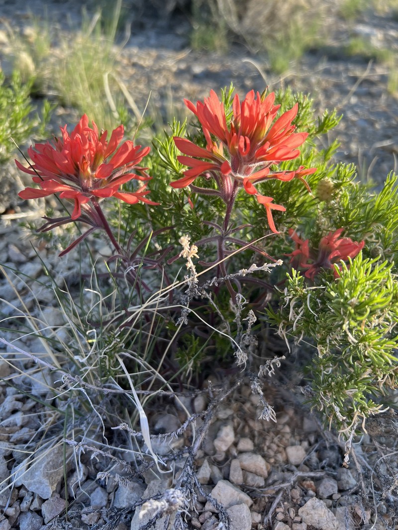 Castilleja scabrida var. barnebyana photo 6