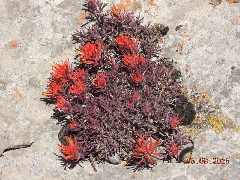 Castilleja scabrida var. barnebyana photo 7