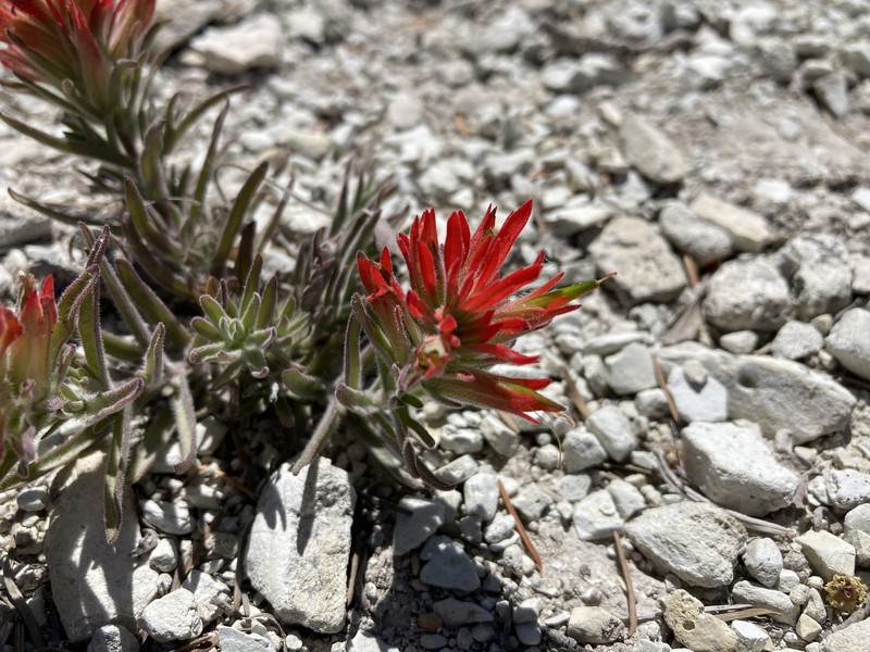 Castilleja scabrida var. barnebyana photo 8