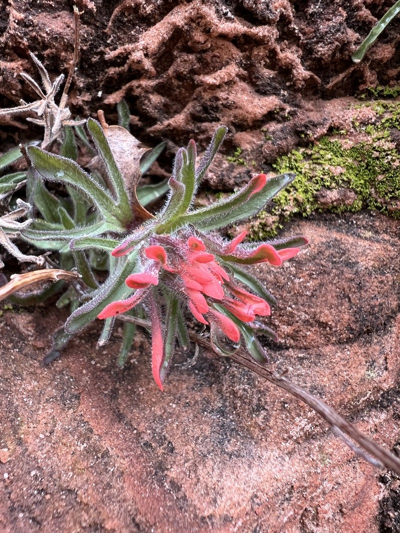 Castilleja scabrida var. scabrida