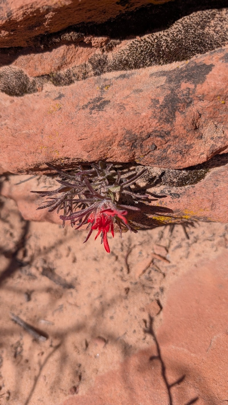 Castilleja scabrida var. scabrida photo 2