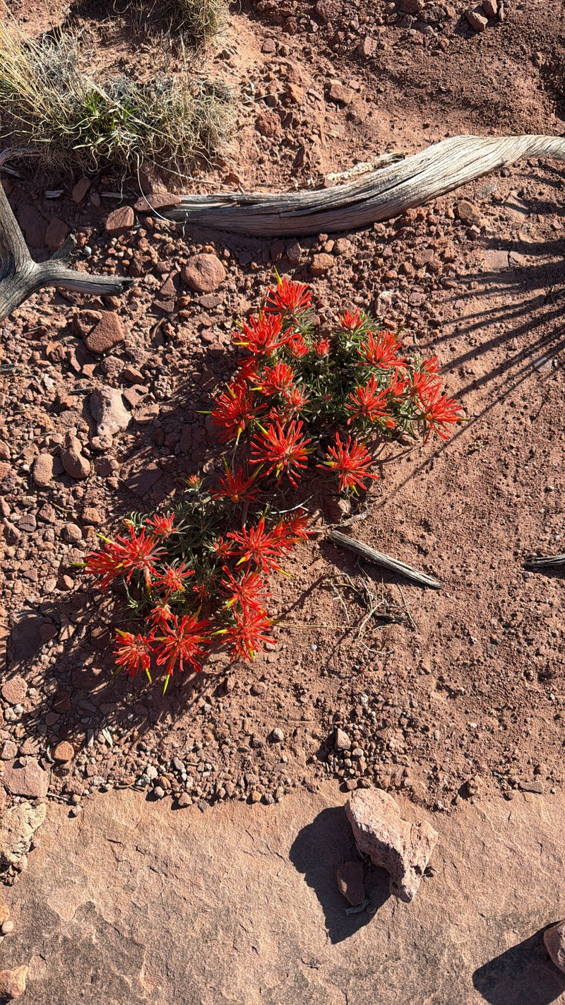 Castilleja scabrida var. scabrida photo 3