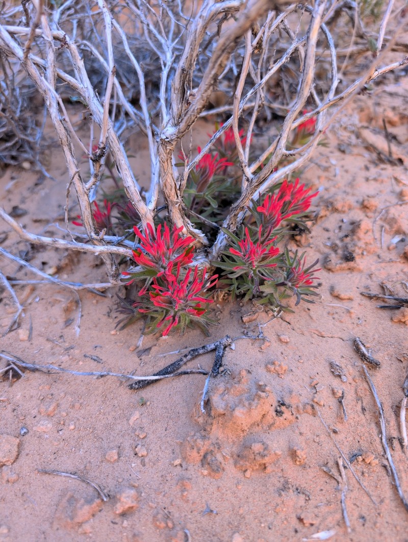 Castilleja scabrida var. scabrida photo 4
