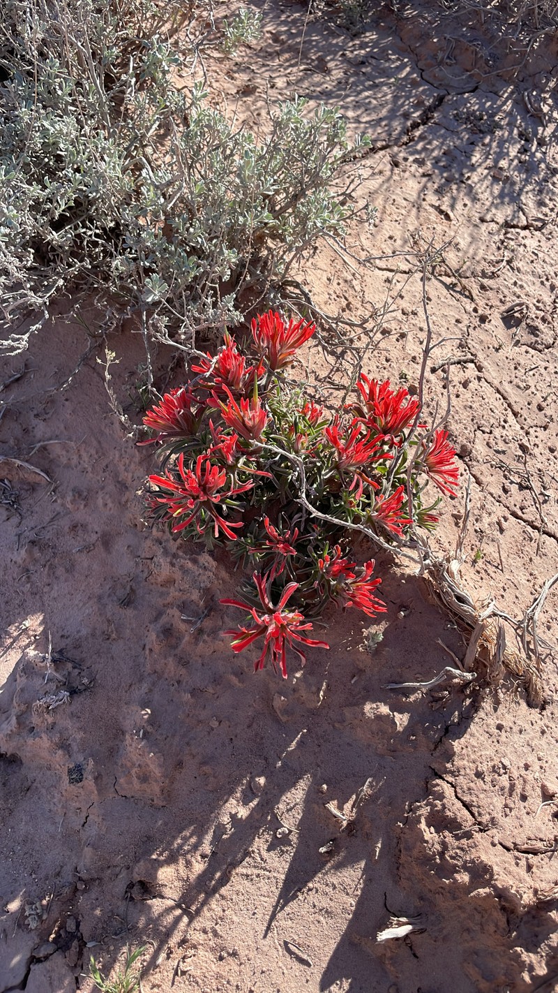 Castilleja scabrida var. scabrida photo 5