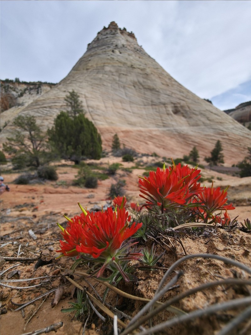 Castilleja scabrida var. scabrida photo 6