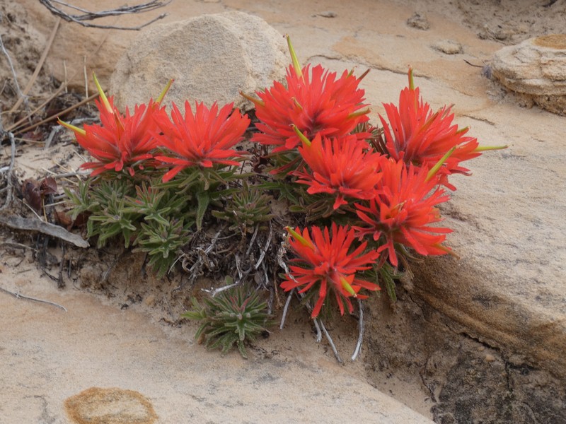 Castilleja scabrida var. scabrida photo 7