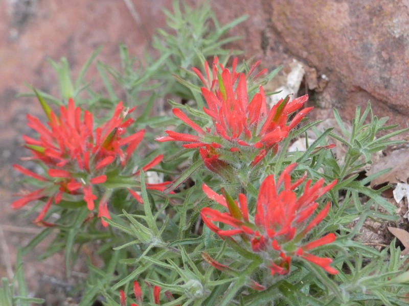 Castilleja scabrida var. scabrida photo 8