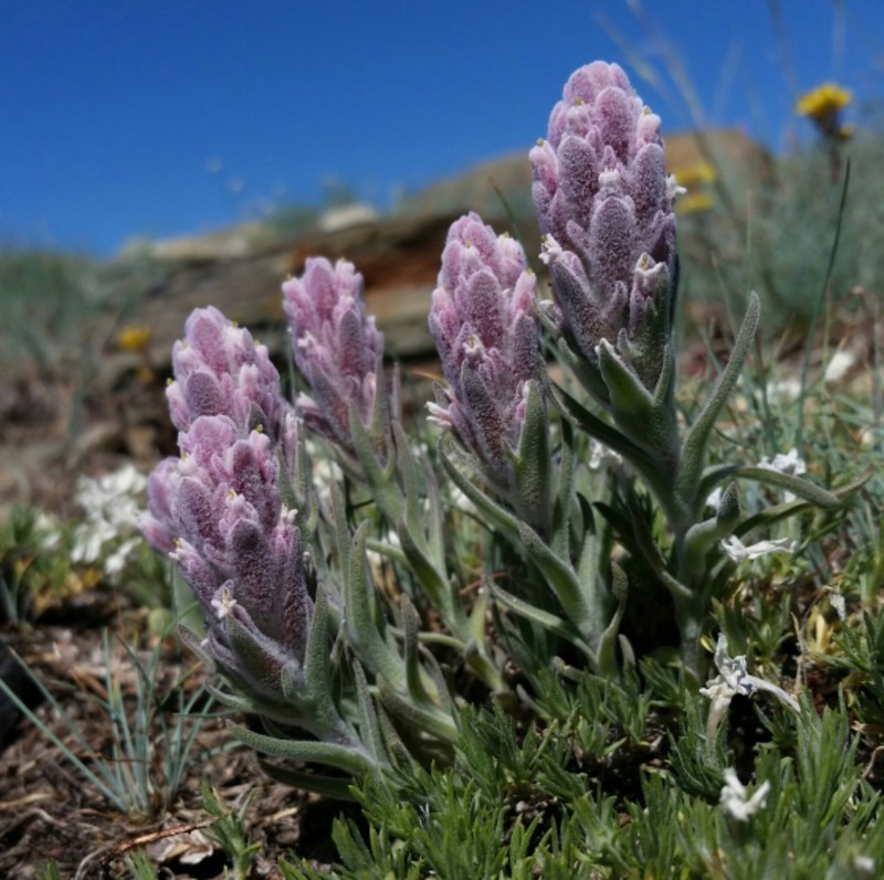Splithair Indian Paintbrush