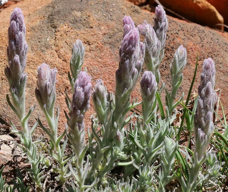 Splithair Indian Paintbrush photo 2