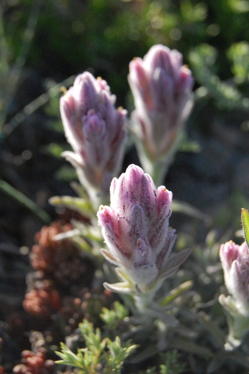 Splithair Indian Paintbrush photo 3