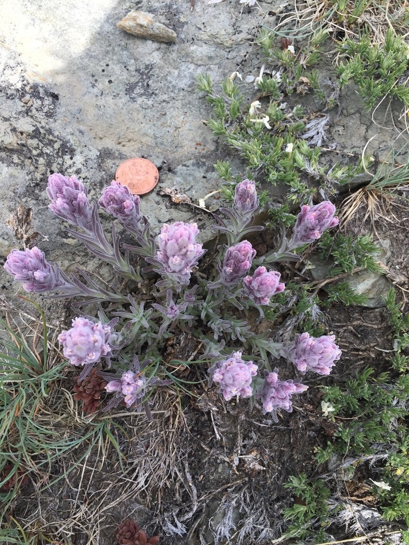 Splithair Indian Paintbrush photo 4