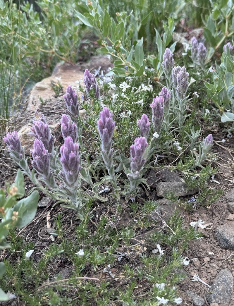 Splithair Indian Paintbrush photo 5