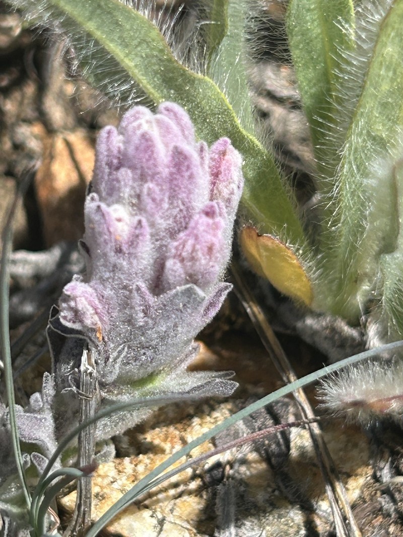 Splithair Indian Paintbrush photo 6