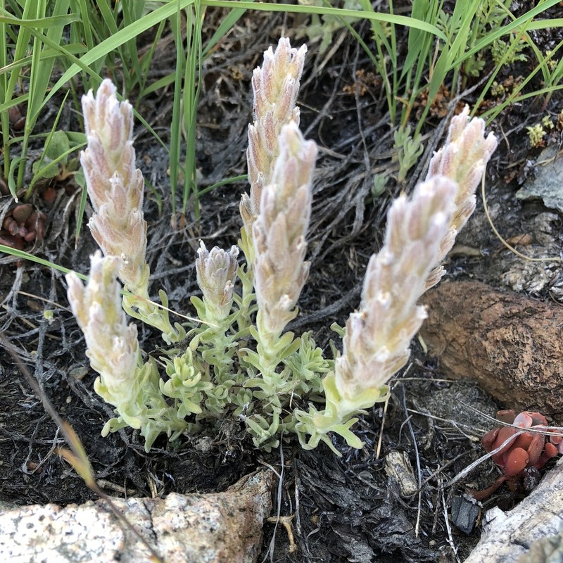 Splithair Indian Paintbrush photo 7