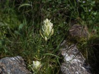 Labrador Indian Paintbrush