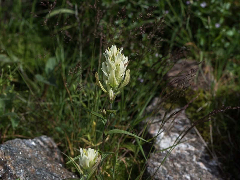 Labrador Indian Paintbrush