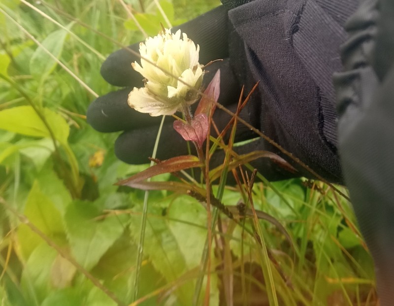 Labrador Indian Paintbrush photo 2